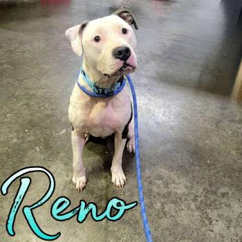 Pit Bull Terrier and Mixed Breed Dogs Available for Adoption in Hillsboro, Ohio - Reno | PetCurious