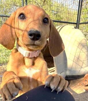 Hound Dogs Available for Adoption - Rose JM In MS | PetCurious