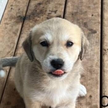 Clover (20260602-05) -  Husky and Shepherd Dog Available for Adoption in Niagara Falls, Ontario - Clover (20260602-05) | PetCurious