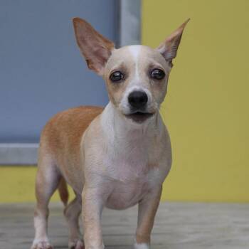 Chihuahua and Mixed Breed Dogs Available for Adoption in Bradenton, Florida - Nugget | PetCurious