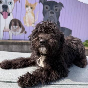 Clementine -  Poodle and Mixed Breed Dog for Adoption in Madison, Wisconsin - Clementine | PetCurious