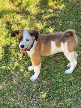 Sunny -  Siberian Husky and Shepherd Dog for Adoption in Santa Rosa, California - Sunny | PetCurious