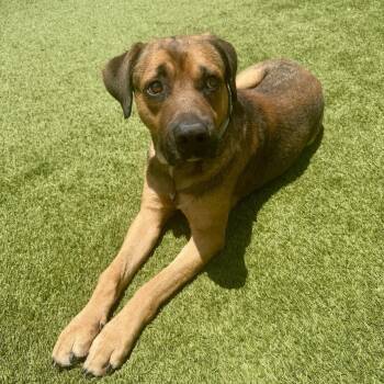 Houston -  Black Mouth Cur and Mixed Breed Dog for Adoption in Houston, Texas - Houston | PetCurious