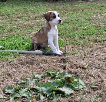 Rescue Great Pyrenees Dogs for Adoption in Louisville, Kentucky - Sky | PetCurious