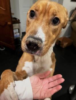 Hound and Pit Bull Terrier Dogs Available for Adoption - Cazelle | PetCurious