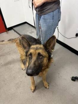 Whopper -  German Shepherd Dog and Mixed Breed Dog for Adoption in West Chester, Pennsylvania - Whopper | PetCurious