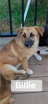 Billie -  Corgi Dog for Adoption in Lexington, Kentucky - Billie | PetCurious