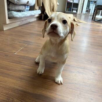 Tuck -  Hound Dog for Adoption in Perry, Georgia - Tuck | PetCurious