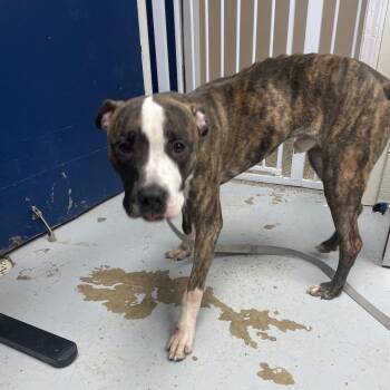 Pit Bull Terrier Dogs Available for Adoption in Uniontown, Pennsylvania - Titan | PetCurious