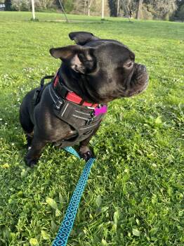 Pit Bull Terrier and French Bulldog Dogs Available for Adoption in Portland, Oregon - King | PetCurious