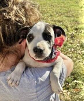 Rescue Hound Dogs for Adoption in Manchester, Connecticut - Emerson | PetCurious