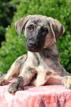 JC -  Mixed Breed Dog for Adoption in Columbia, Tennessee - JC | PetCurious