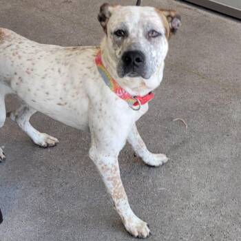 Atlas -  Mixed Breed Dog for Adoption in Las Cruces, New Mexico - Atlas | PetCurious