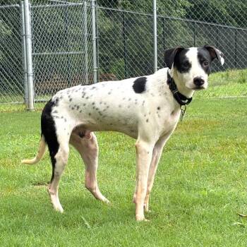 Jack -  Dalmatian and Mixed Breed Dog for Adoption in Cabot, Arkansas - Jack | PetCurious