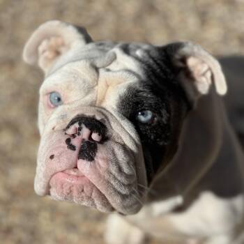 Rescue English Bulldog Dogs for Adoption - Mochi | PetCurious