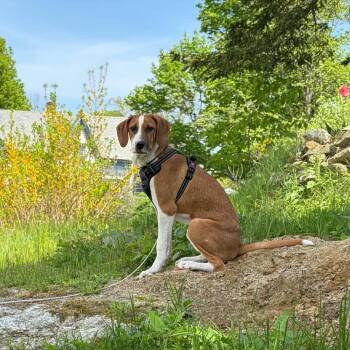 Beagle and American Foxhound Dogs Available for Adoption in Woolwich, Maine - Bam | PetCurious