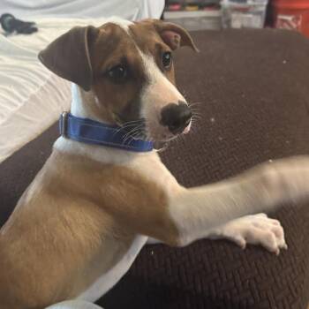 Hebe -  Terrier and Beagle Dog for Adoption - Hebe | PetCurious