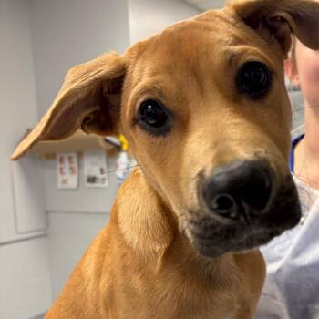 cilantro -  Mixed Breed Dog for Adoption in Greenville, South Carolina - Cilantro | PetCurious