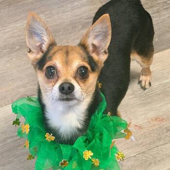 Chihuahua Dogs Available for Adoption in Newark, New Jersey - Loki | PetCurious
