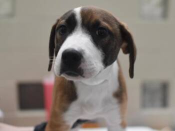 Cocoa -  Coonhound and Pit Bull Terrier Dog for Adoption in Portland, Oregon - Cocoa | PetCurious
