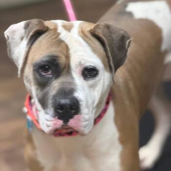 Sadie -  Boxer and Mixed Breed Dog for Adoption in Owosso, Michigan - Sadie | PetCurious