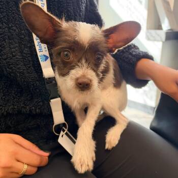 Smorgasbord -  Chihuahua Dog for Adoption in Philadelphia, Pennsylvania - Smorgasbord | PetCurious