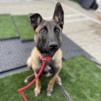 Belgian Shepherd Malinois Dogs Available for Adoption - Iliza | PetCurious