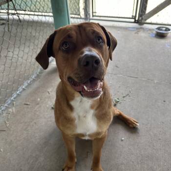 Rescue Mastiff and Dogue De Bordeaux Dogs for Adoption in Pacific, Missouri - Rowen | PetCurious