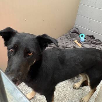 Sadie -  Mixed Breed Dog for Adoption in Taos, New Mexico - Sadie | PetCurious
