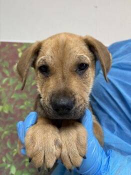 Shepherd and Mixed Breed Dogs Available for Adoption in San Antonio, Texas - Spencer | PetCurious