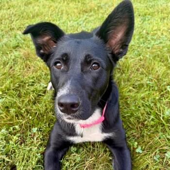Shiny Teeth -  Mixed Breed Dog for Adoption in Pekin, Illinois - Shiny Teeth | PetCurious