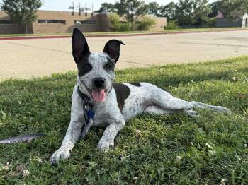 Jiffy -  Australian Cattle Dog Blue Heeler Dog for Adoption in Manassas, Virginia - Jiffy | PetCurious