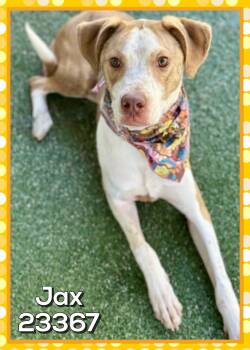 JAX -  Hound Dog for Adoption in Marietta, Georgia - JAX | PetCurious