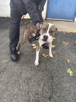 Rescue Mixed Breed Dogs for Adoption in West Chester, Pennsylvania - Marko | PetCurious