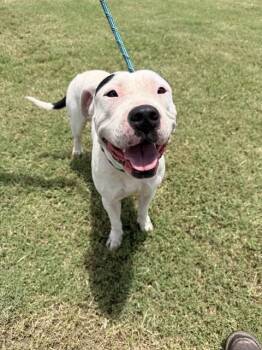 COCO -  Pit Bull Terrier and Mixed Breed Dog for Adoption in Corpus Christi, Texas - COCO | PetCurious