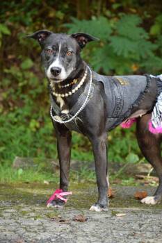 Rescue Shepherd Dogs for Adoption in Sevierville, Tennessee - Cindi Lauper | PetCurious