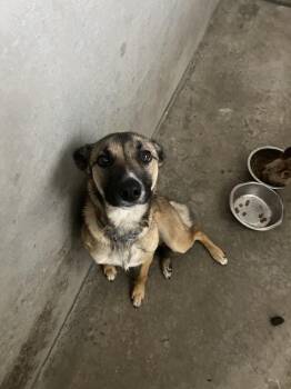 Mia -  Shepherd Dog for Adoption in Salmon, Idaho - Mia | PetCurious