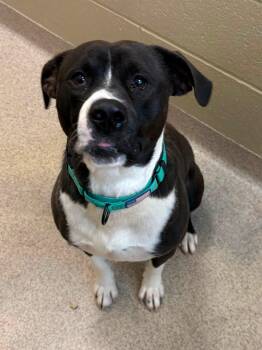 Wally -  Pit Bull Terrier Dog for Adoption in Youngstown, Ohio - Wally | PetCurious