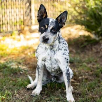 BLUFORD -  Australian Cattle Dog Blue Heeler Dog for Adoption in Camarillo, California - BLUFORD | PetCurious
