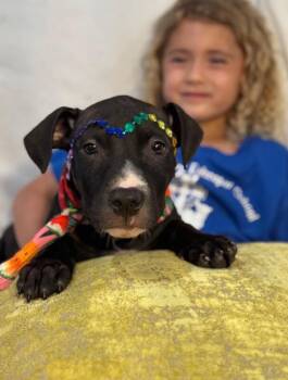 Pit Bull Terrier and Labrador Retriever Dogs Available for Adoption - Silkie Chick | PetCurious