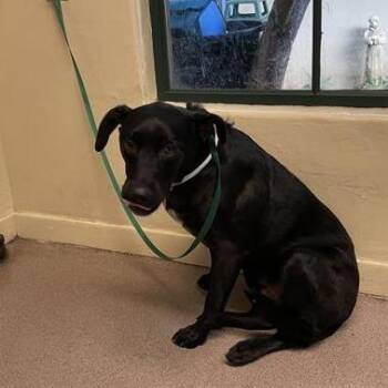 Oso -  Labrador Retriever and Mixed Breed Dog for Adoption in Pasadena, California - Oso | PetCurious