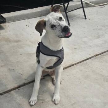 Catahoula Leopard Dog and Mixed Breed Dogs Available for Adoption in Corpus Christi, Texas - Tobey | PetCurious