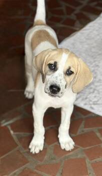 GRETA -  Hound and Mixed Breed Dog for Adoption in Seale, Alabama - GRETA | PetCurious