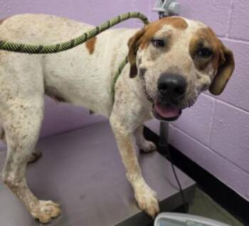 61684466 -  Mixed Breed Dog for Adoption in El Paso, Texas - 61684466 | PetCurious