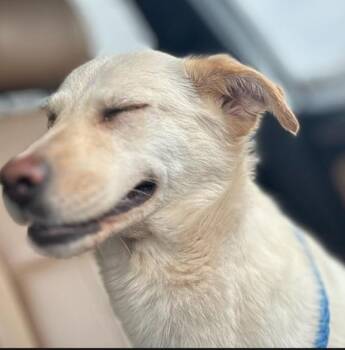 Kenzie -  Labrador Retriever and Mixed Breed Dog for Adoption in Houston, Texas - Kenzie | PetCurious