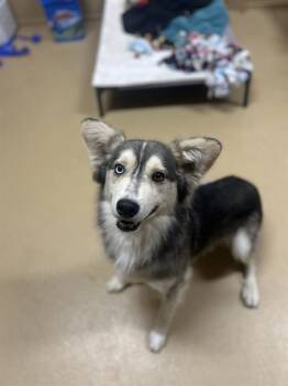Rescue Siberian Husky and Mixed Breed Dogs for Adoption in Chula Vista, California - ECHO | PetCurious