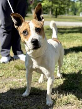 Terrier and Mixed Breed Dogs Available for Adoption in King William, Virginia - Chips | PetCurious