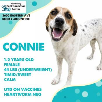 CONNIE  Available NOW - ADOPTION or RESCUE! -  Mixed Breed Dog for Adoption in Nashville, North Carolina - CONNIE  Available NOW - ADOPTION Or RESCUE! | PetCurious