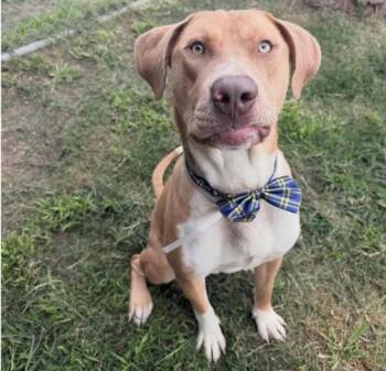 Staffordshire Bull Terrier and Mixed Breed Dogs Available for Adoption in Houston, Texas - ELLIS | PetCurious