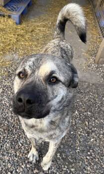 Rescue Mastiff Dogs for Adoption in Meadow Lake, Saskatchewan - Freddy | PetCurious